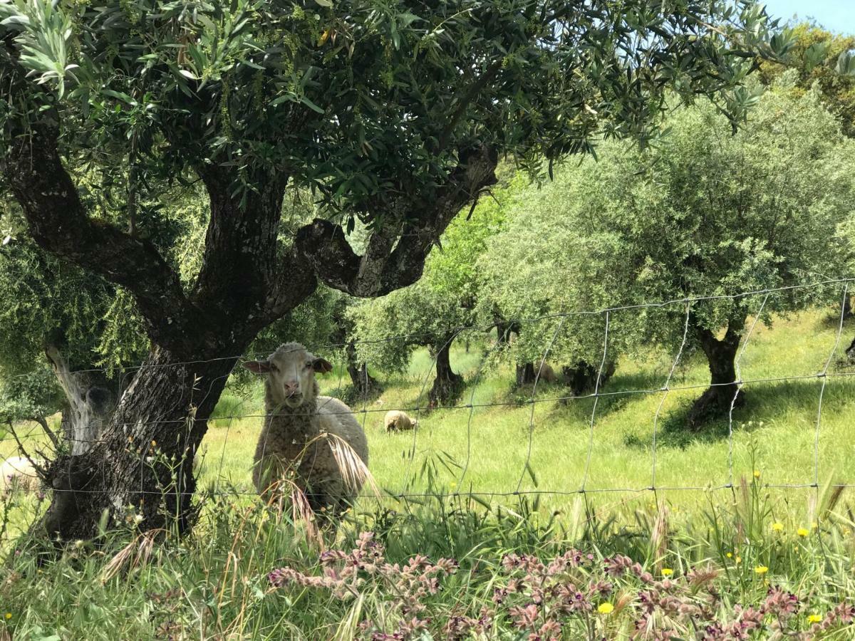 Azeite De Marvao, Olivoturismo Casa Mestre Do Lagar ภายนอก รูปภาพ